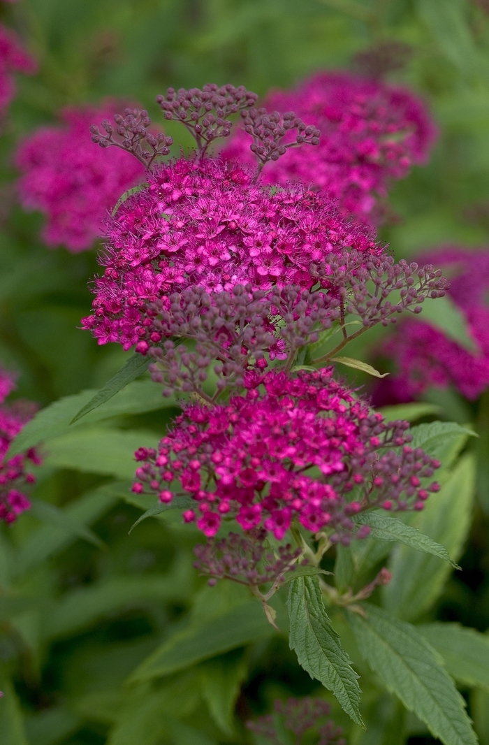 ''Neon Flash'' Spirea - Spiraea japonica