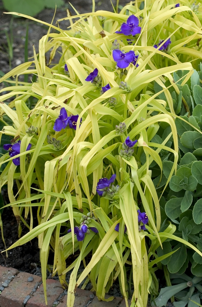 Spiderwort - Tradescantia andersoniana 'Blue and Gold'