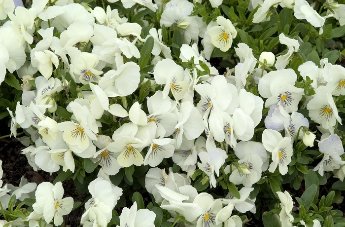 Pansy - Viola x wittrockiana 'Whiskers White' Pansy - Viola x wittrockiana 'Whiskers White'