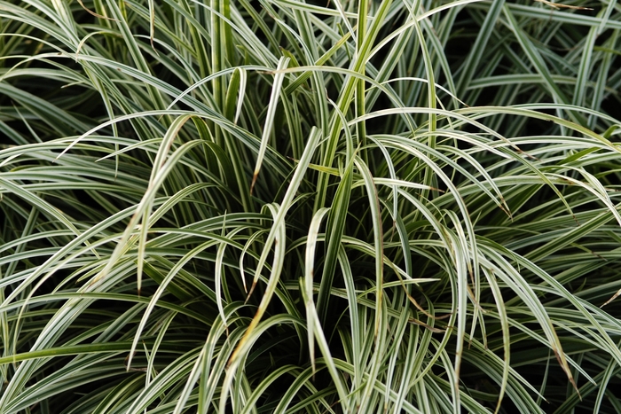 Carex morrowii 'Silver Sceptre' | Sedge | Ebert's Greenhouse