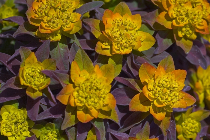 Cushion Spurge - Euphorbia polychroma 'Bonfire'