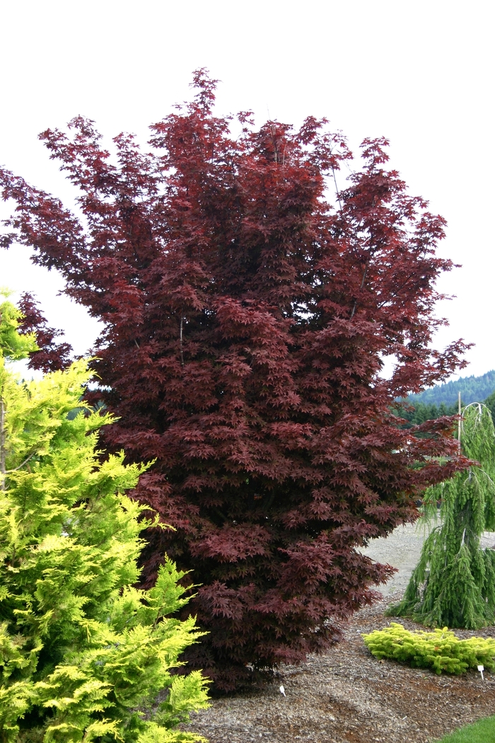 'Twombly's Red Sentinel' Japanese Maple - Acer palmatum