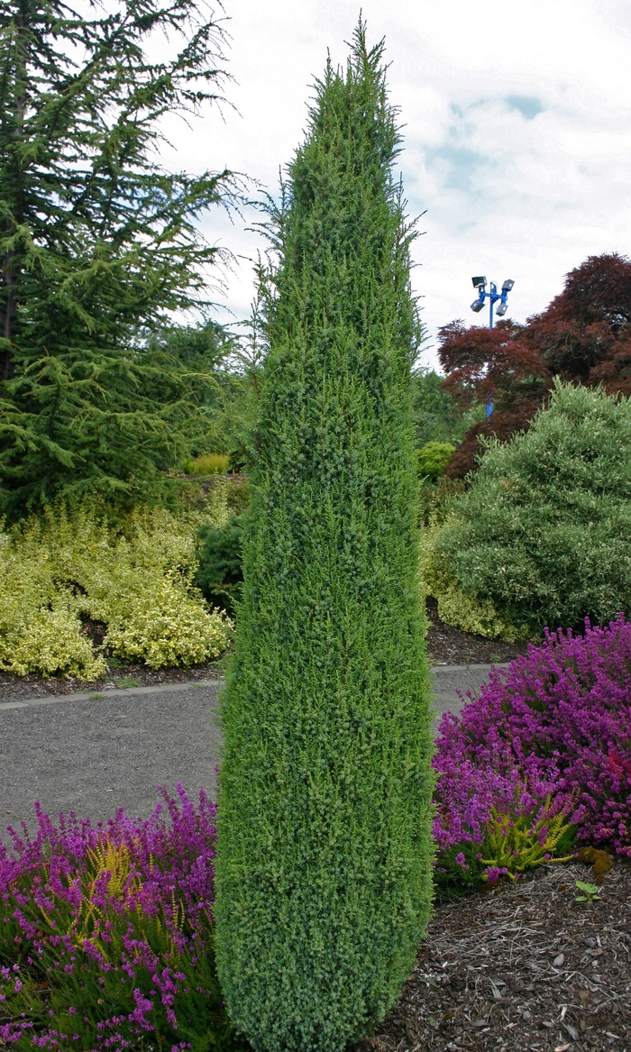 'Compressa' Juniper - Juniperus communis