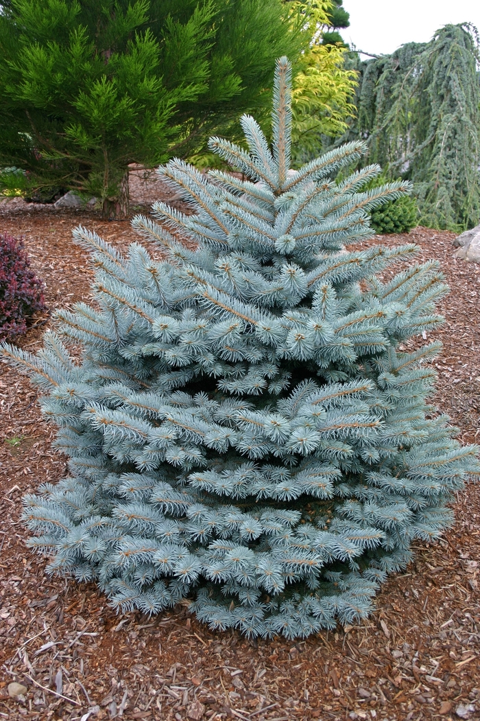 Blue Spruce - Picea pungens 'Montgomery'