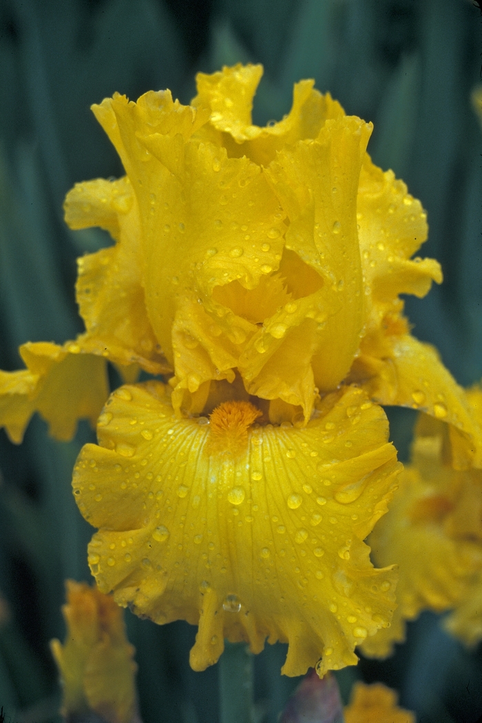 Bearded Iris - Iris 'Pure As Gold' 