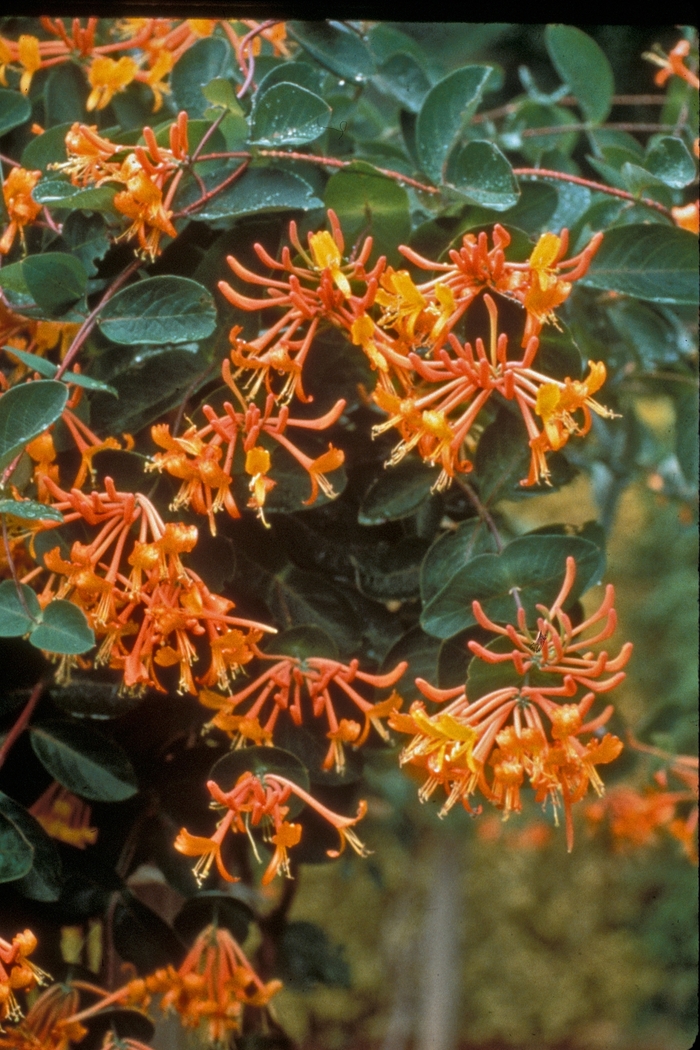 Lonicera Mandarin Honeysuckle Vine Eberts Greenhouse