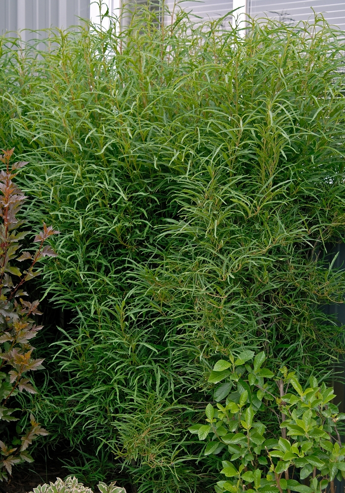 Buckthorn - Rhamnus frangula 'Fine Line' Buckthorn - Rhamnus frangula 'Fine Line'