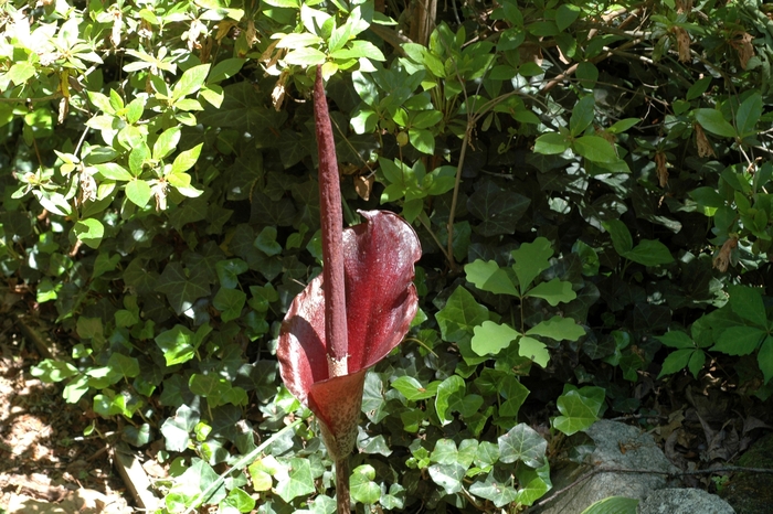 Snake Palm - Amorphophallus konjac