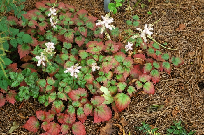 False Spirea - Astilbe arendsii 'Color Flash®' False Spirea - Astilbe arendsii 'Color Flash®'