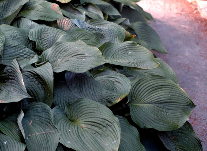 'Blue Angel' - Hosta hybrid 'Blue Angel' - Hosta hybrid