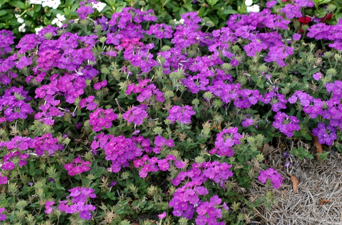 Verbena hybrida 'Lanai® Blue' | Verbena | Ebert's Greenhouse