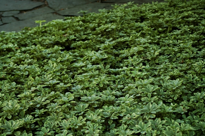 Japanese Spurge - Pachysandra terminalis 'Variegata' 