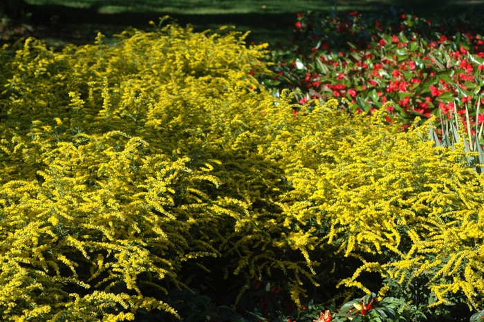 Goldenrod - Solidago rugosa 'Fireworks' 