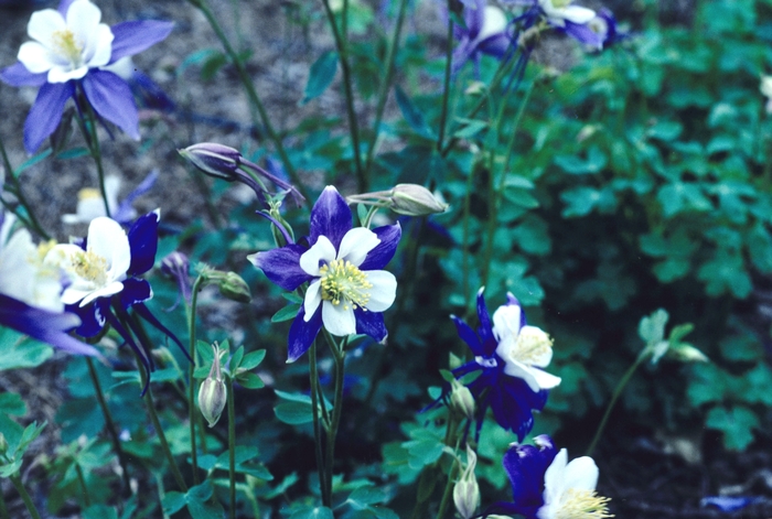 Aquilegia X Hybrida Songbird Blue Jay Columbine Ebert S Greenhouse