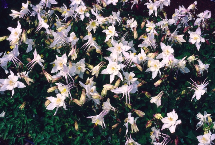Columbine - Aquilegia 'Songbird Dove' Columbine - Aquilegia 'Songbird Dove'
