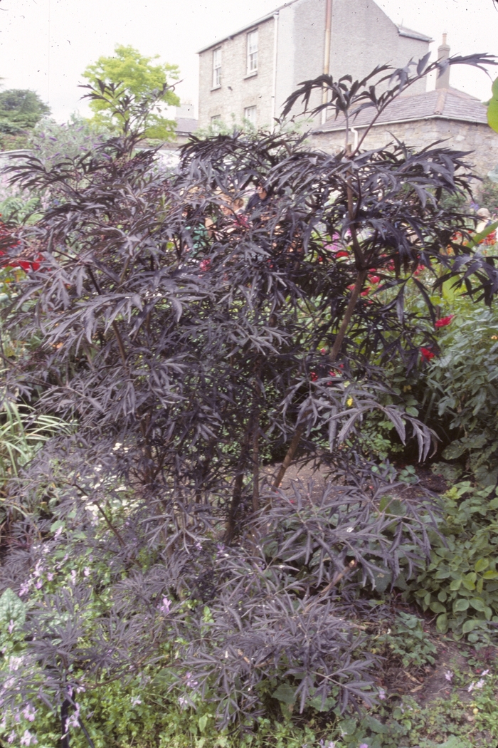 Elderberry - Sambucus nigra 'Black Lace'