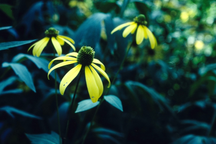 Coneflower - Ratibida pinnata