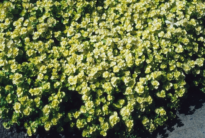 Oregano - Origanum vulgare 'Aureum'