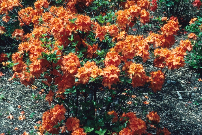'Gibraltar' - Rhododendron hybrid 