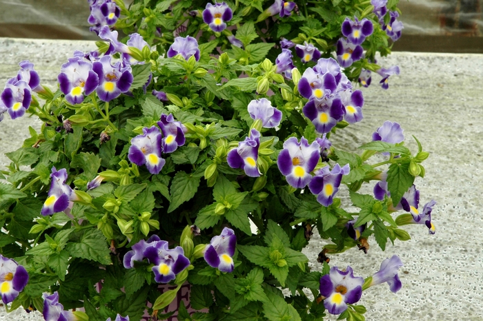 'Indigo Moon' Wishbone Plant - Torenia fournieri