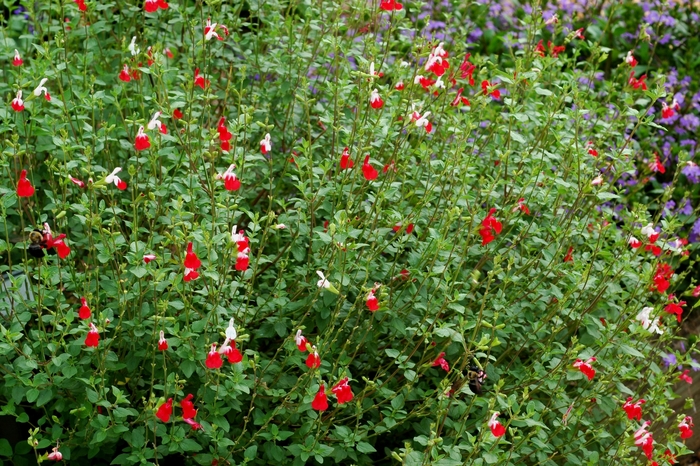 Salvia - Salvia microphylla 'Hot Lips'