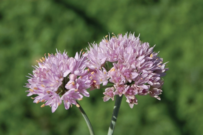 Ornamental Onion - Allium senescens 'Glaucum' Ornamental Onion - Allium senescens 'Glaucum'