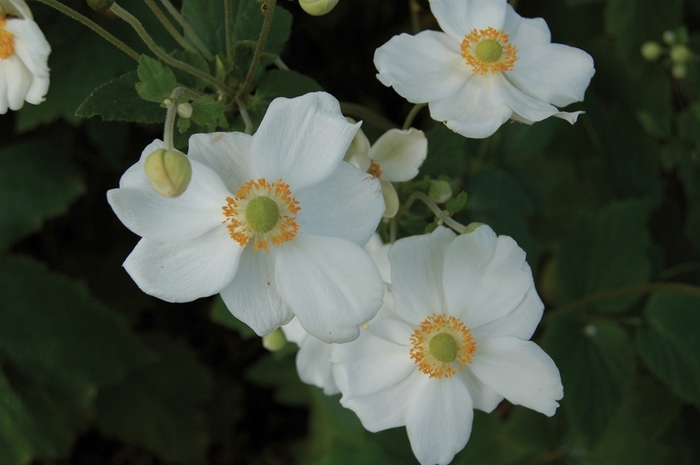 Windflower - Anemone x hybrida 'Honorine Jobert'