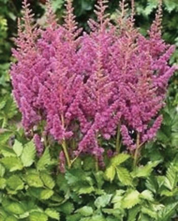 False Spirea - Astilbe chinensis 'Visions in Pink'