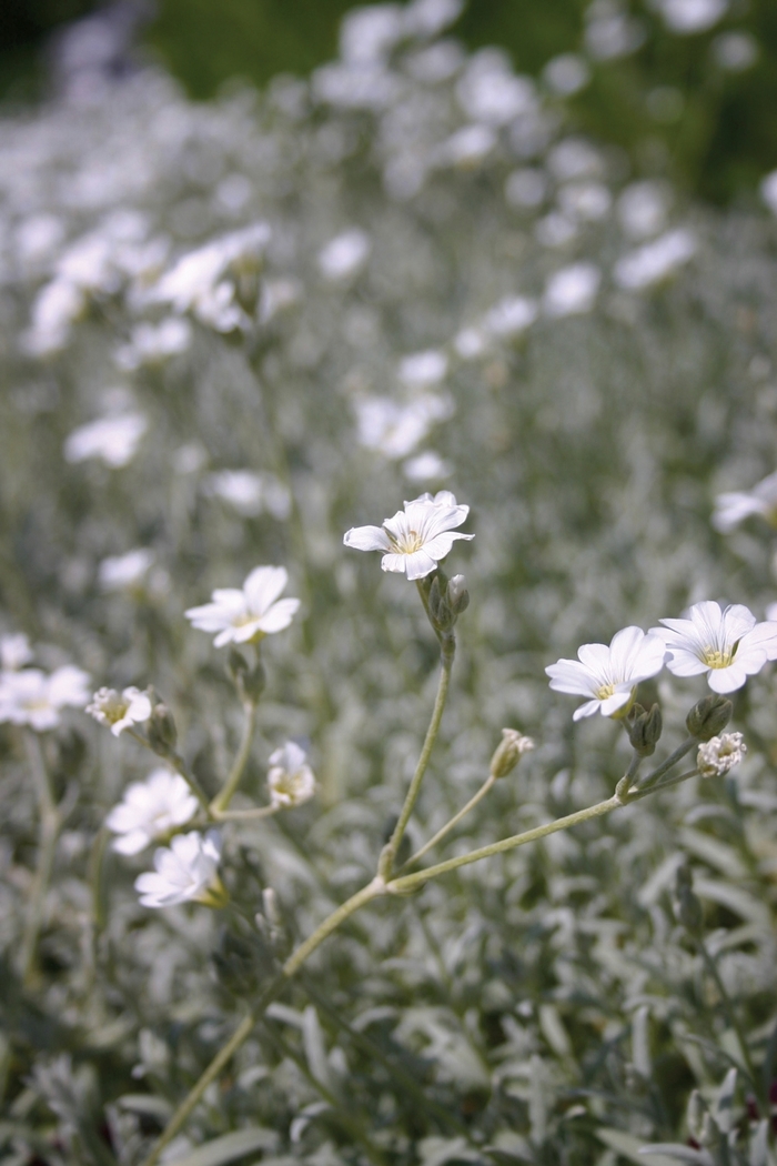 Snow in Summer - Cerastium tomentosum 'Yo Yo'