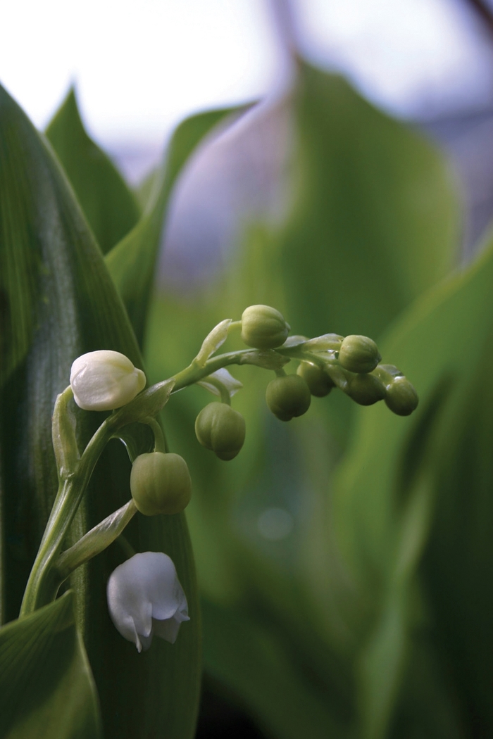 Lily of the Valley - Convallaria majalis