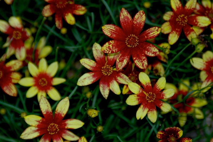 Tickseed - Coreopsis verticillata 'Cruizin Route 66' 
