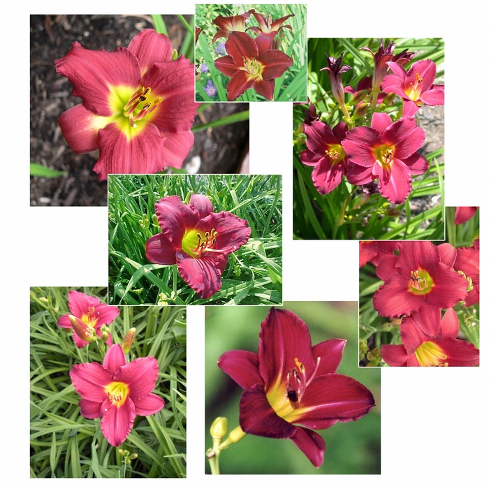 Daylily - Hemerocallis 'Pardon Me' Daylily - Hemerocallis 'Pardon Me'