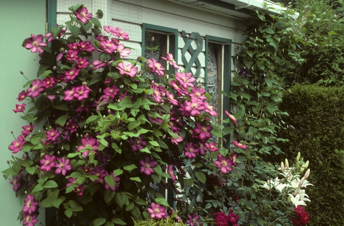 Clematis - Clematis 'Bee's Jubilee'