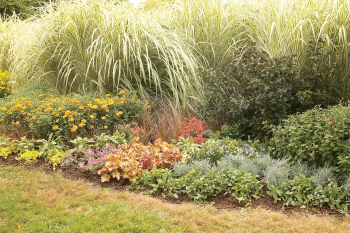 Graceful Grasses® 'Toffee Twist' - Carex flagellifera (Sedge)