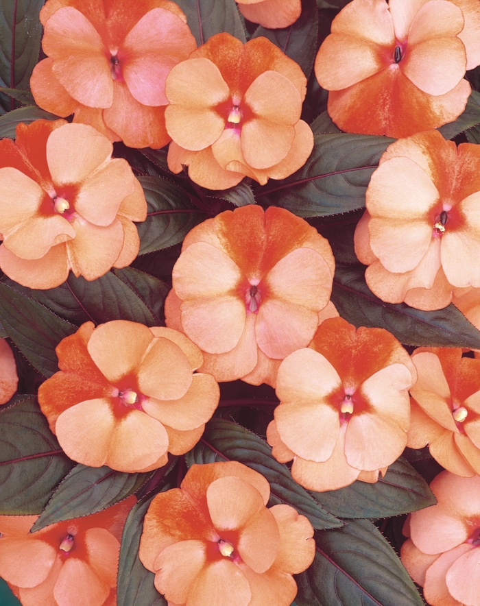 Infinity® Orange Frost - Impatiens hawkeri 'New Guinea Impatiens' Infinity® Orange Frost - Impatiens hawkeri 'New Guinea Impatiens'