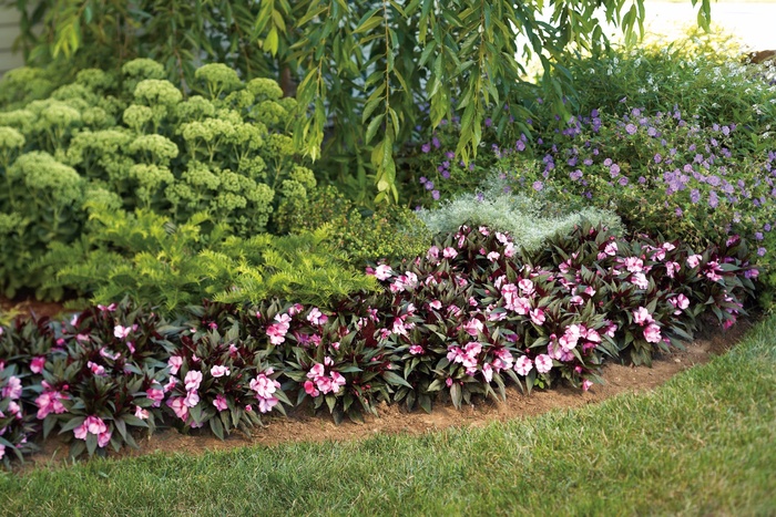 Infinity® Pink Frost - Impatiens hawkeri 'New Guinea Impatiens' Infinity® Pink Frost - Impatiens hawkeri 'New Guinea Impatiens'