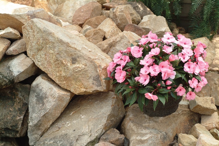 Big Bounce™ Pink Interspecific Impatiens - Impatiens hawkeri Big Bounce™ Pink Interspecific Impatiens - Impatiens hawkeri