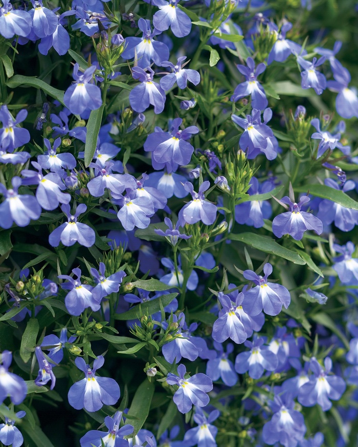 Laguna™ Compact Blue with Eye - Lobelia erinus Laguna™ Compact Blue with Eye - Lobelia erinus