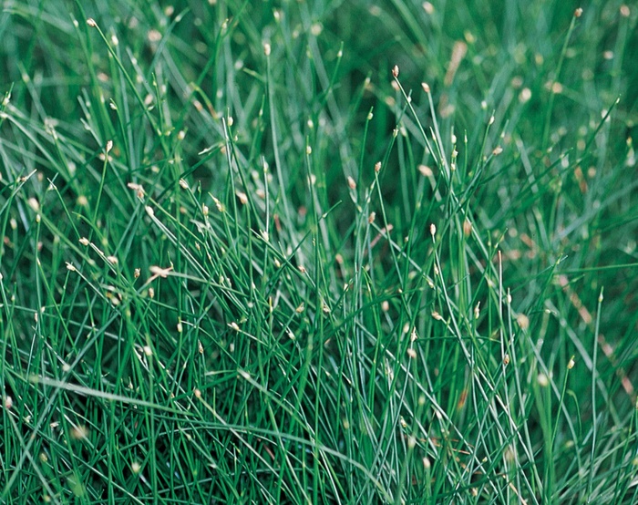 Graceful Grasses™ - Scirpus cernus 'Fiber Optic Grass' Graceful Grasses™ - Scirpus cernus 'Fiber Optic Grass'