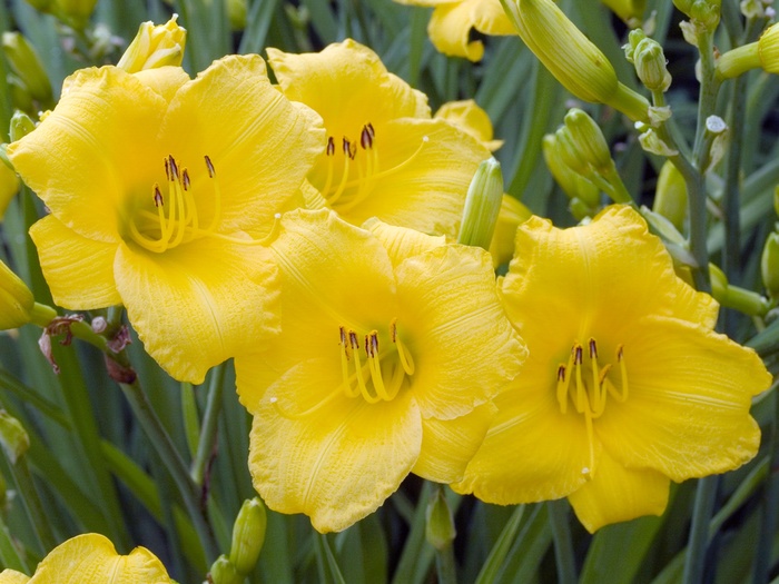 Daylily - Hemerocallis 'Stella d' Oro' Daylily - Hemerocallis 'Stella d' Oro'