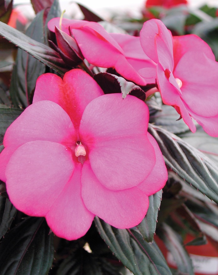 Infinity® Blushing Lilac - Impatiens hawkeri 'Visinfblla' PP 16,147 and Can. 2280 (New Guinea Impatien)