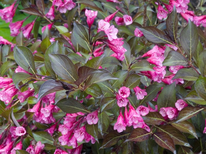 Weigela - Weigela 'Dark Horse' Weigela - Weigela 'Dark Horse'