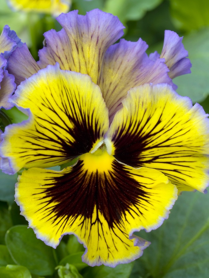 Pansy - Viola x wittrockiana 'Frizzle Sizzle Yellow Blue Swirl' Pansy - Viola x wittrockiana 'Frizzle Sizzle Yellow Blue Swirl'