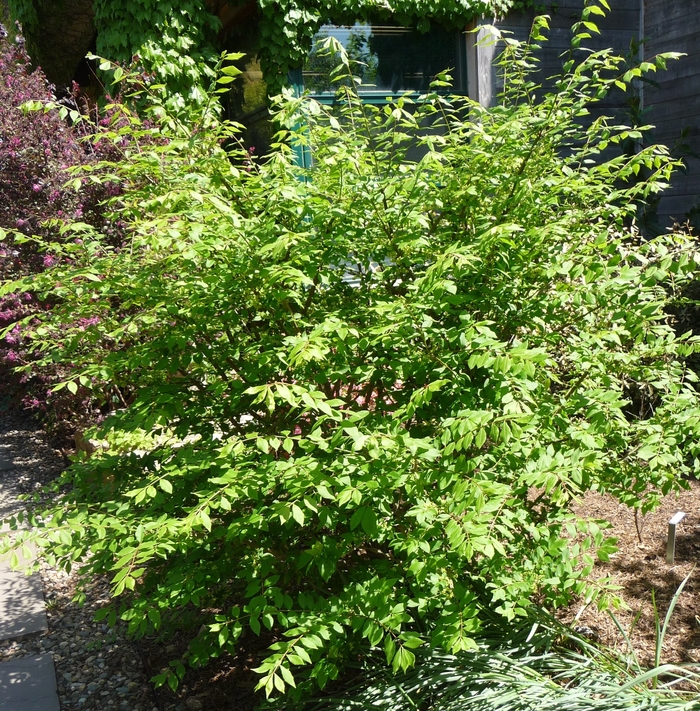Little Moses Dwarf Burning Bush - Euonymus alatus 'Little Moses' Little Moses Dwarf Burning Bush - Euonymus alatus 'Little Moses'