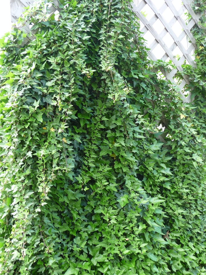 English Ivy - Hedera helix English Ivy - Hedera helix