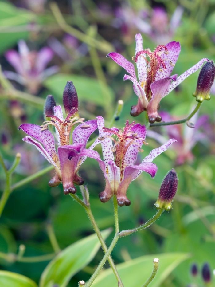 Toad Lily - Tricyrtis formosana 'Gilt Edge' Toad Lily - Tricyrtis formosana 'Gilt Edge'