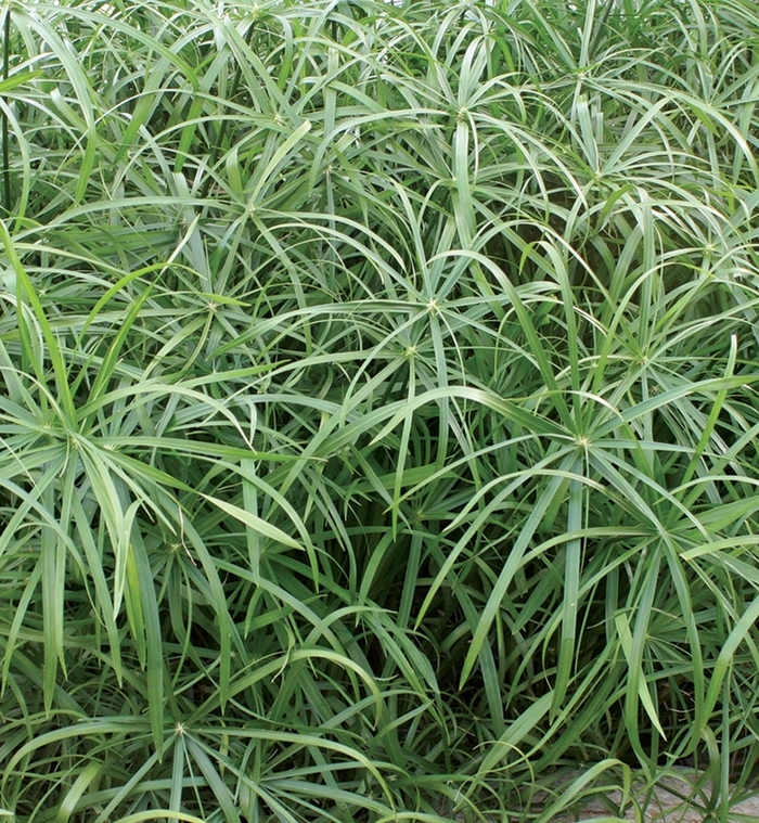Baby Tut™ Umbrella Grass - Cyperus involucratus 'Baby Tut'