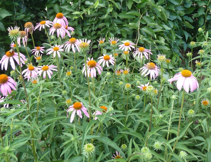 Coneflower - Echinacea purpurea