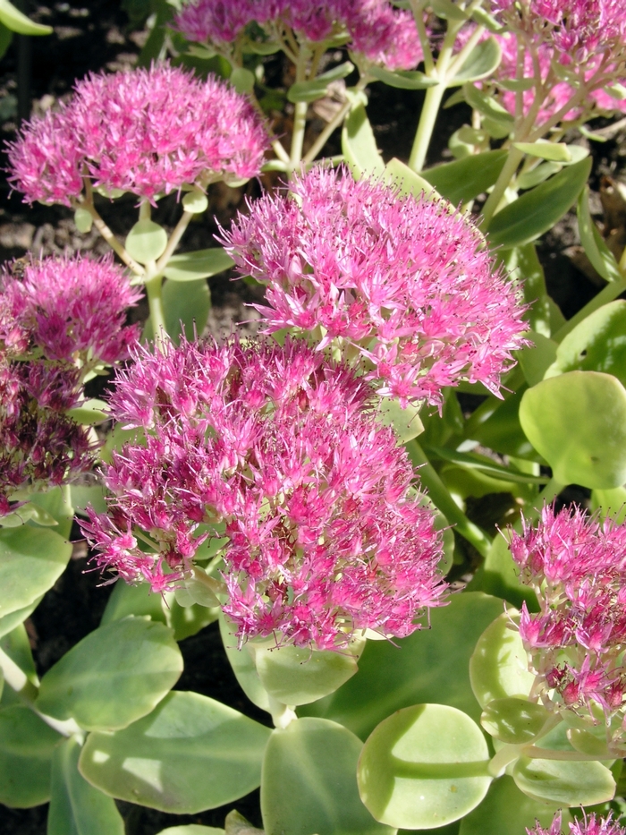 Stonecrop - Sedum spectabile 'Brilliant' Stonecrop - Sedum spectabile 'Brilliant'