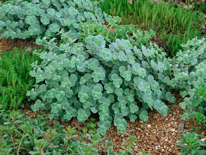 Stonecrop - Sedum sieboldii Stonecrop - Sedum sieboldii